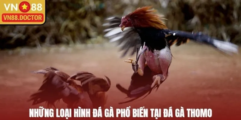 Các hình thức đá gà phổ biến tại đấu trường Thomo VN88